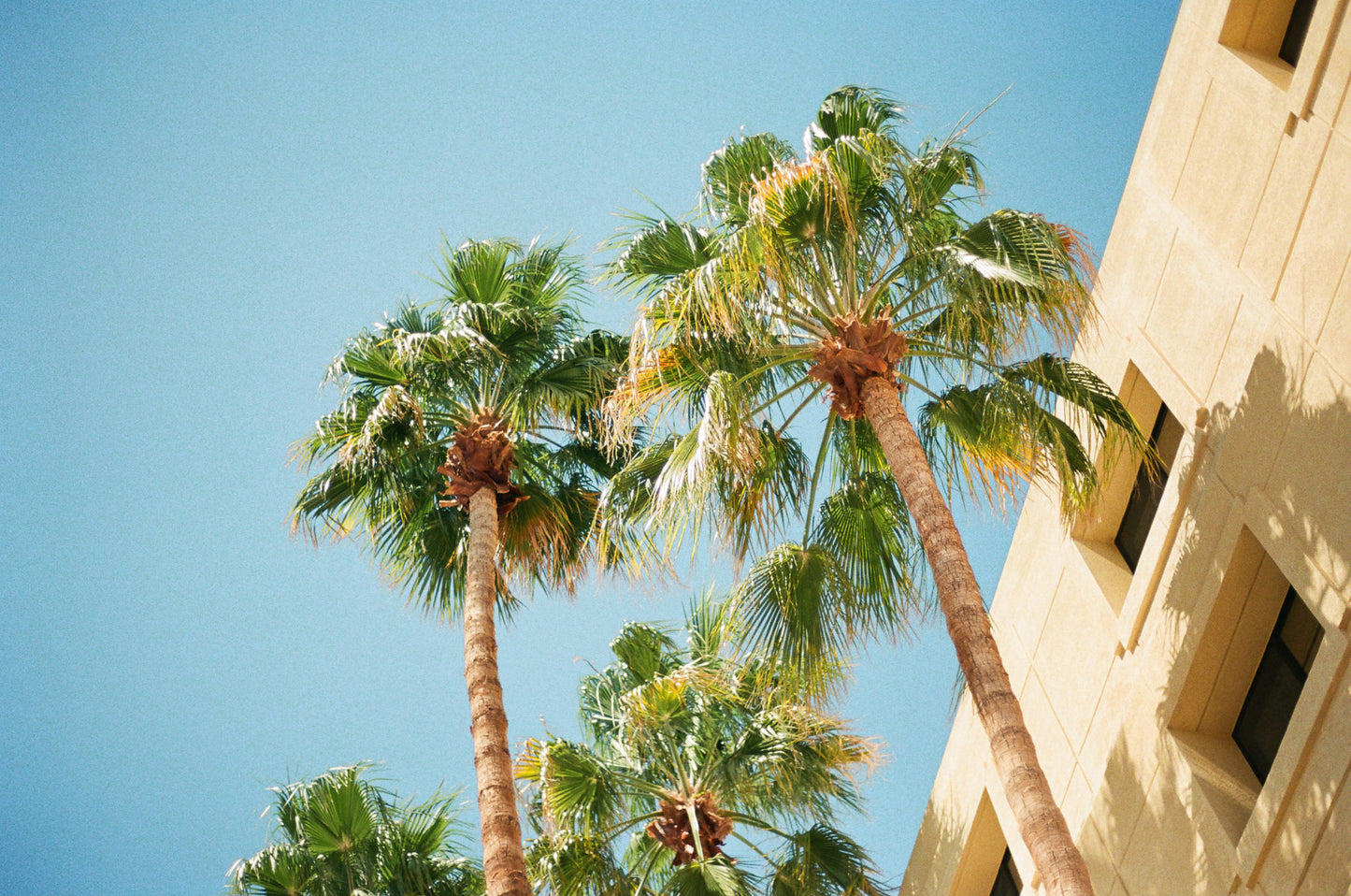 Palm Springs Palms