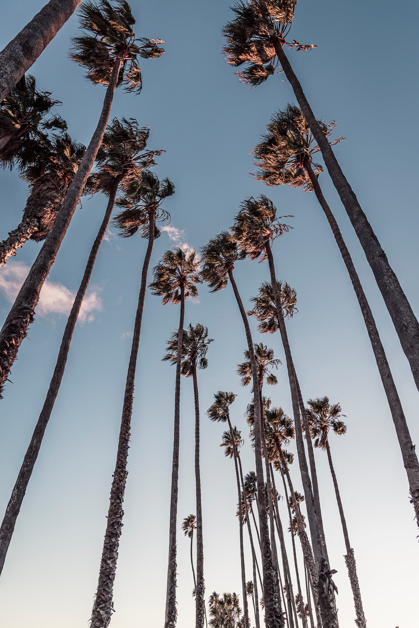 Santa Barbara Palms