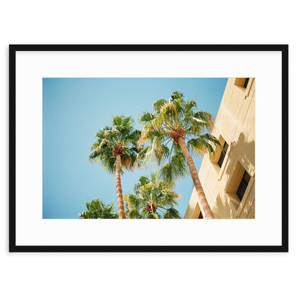 Palm Springs Palms