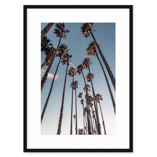 Santa Barbara Palms