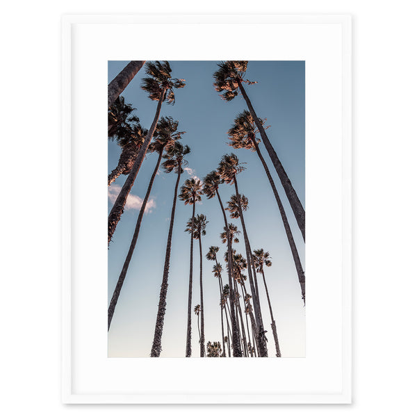 Santa Barbara Palms