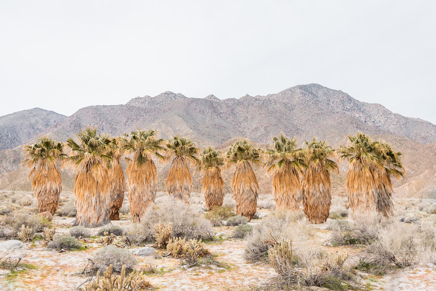 Desert Oasis