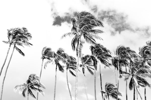 The date palms, coconut palms, traveler's palms, and bottle palms found on the island are foreign to the land. Most of these palms were introduced to the island by early Polynesian settlers while other species were brought in later. The Loulu Palms are the only palm trees native to Hawaii.