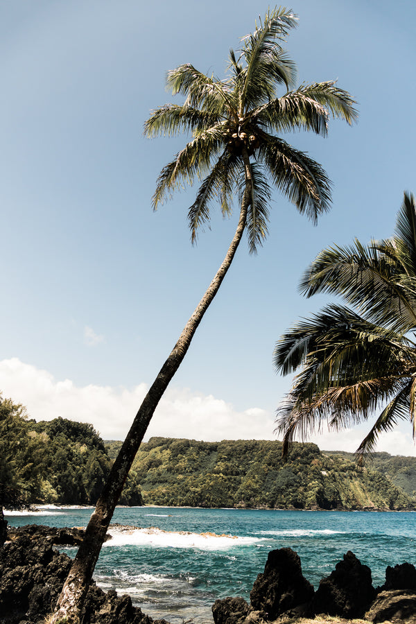 Nua'ailua Bay Palm