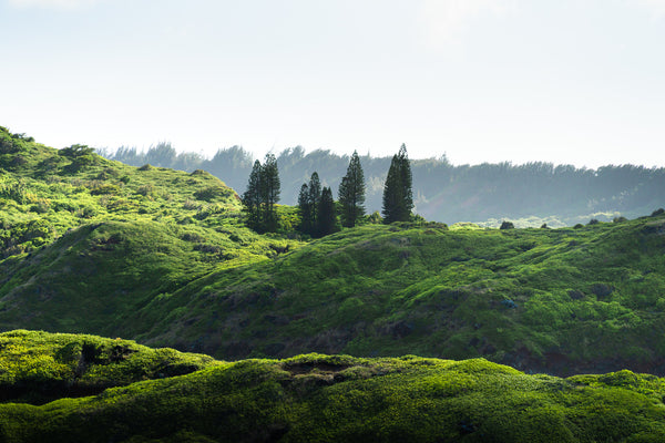 Hawaiian Greenscape I